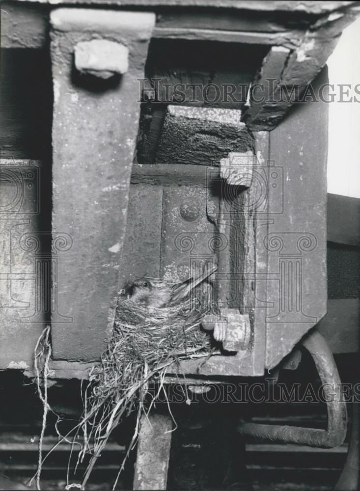 1957 Press Photo Redstarts Build a Nest in a Postcar - Historic Images