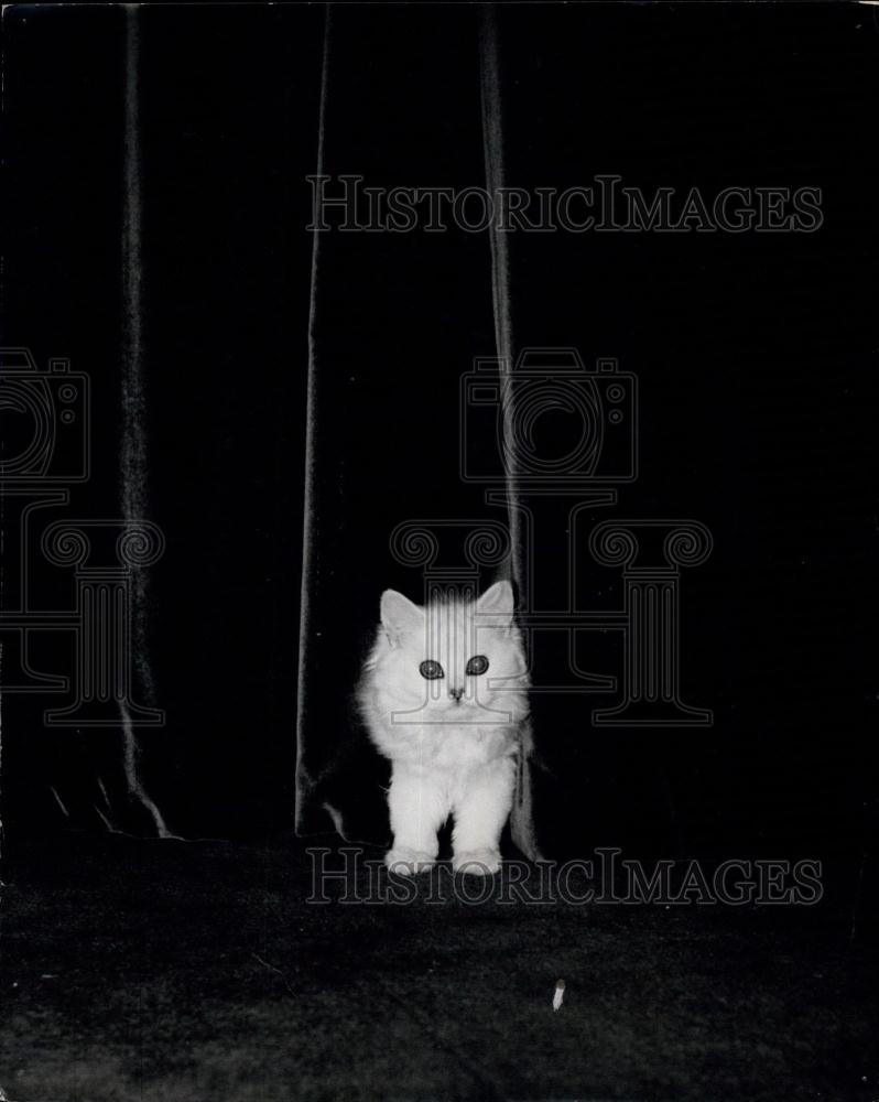 Press Photo White Persian Cat - Historic Images