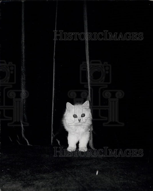Press Photo White Persian Cat - Historic Images