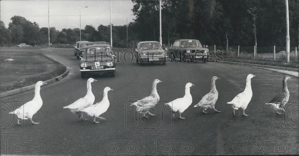 1978 Press Photo Motorist and Flock of ducks - Historic Images