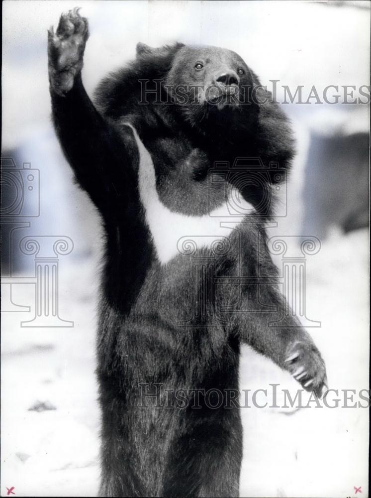 1974 Press Photo tame collar bear Berlin zoo - Historic Images