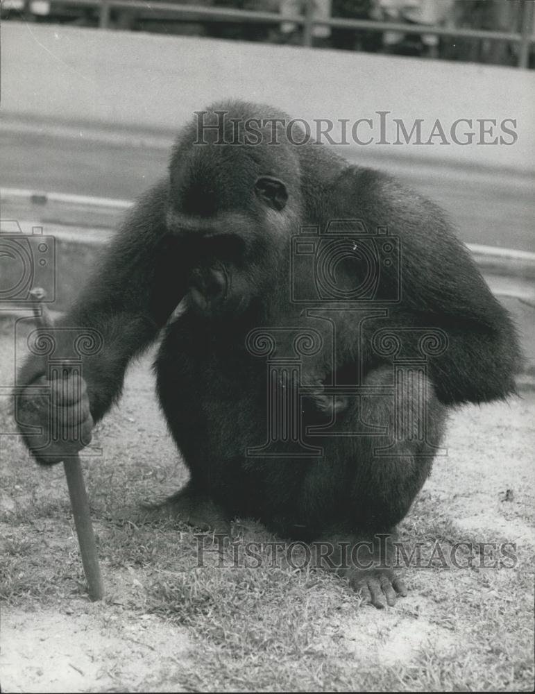 Press Photo Cute Baby Gorilla Plays With Stick In Dirt Grass Zoo - Historic Images