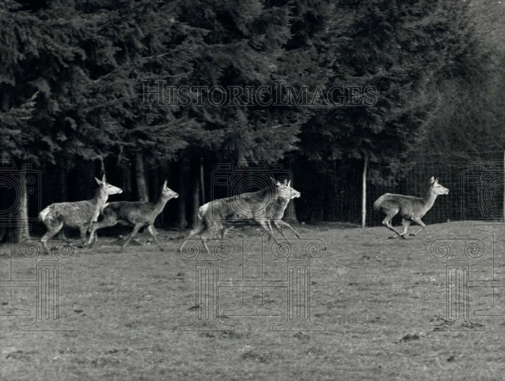 1974 Press Photo St. Hubert Park, Boutissaint-dans-L&#39;Yonne,deer - Historic Images