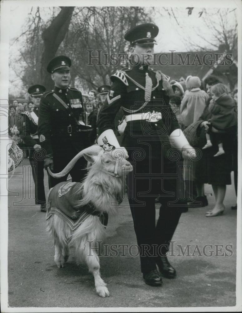 1962 Press Photo terrier get their goat - Historic Images