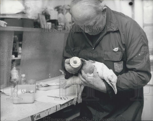 Press Photo Eric Jeffery treats an injured gull - Historic Images