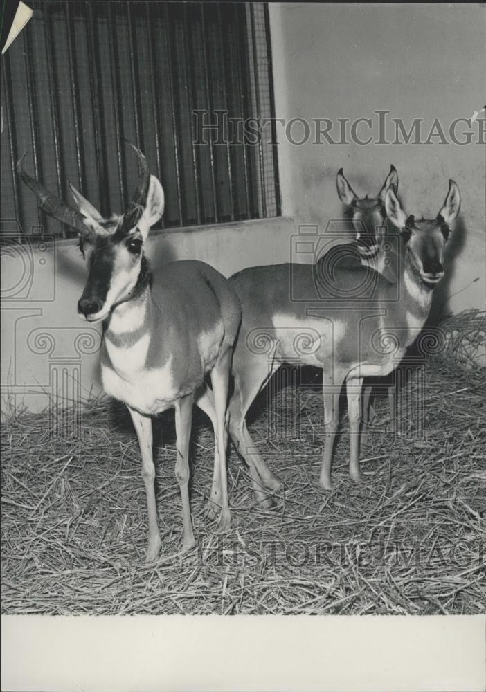 Press Photo Antelopes at the Vincennes Zoo - Historic Images