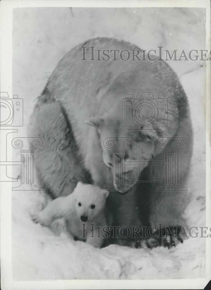 1953 Press Photo Stockholk Zoo Polar Bear introduces her cub for the first time - Historic Images