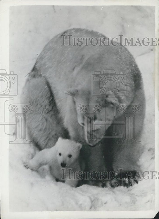 1953 Press Photo Stockholk Zoo Polar Bear introduces her cub for the first time - Historic Images