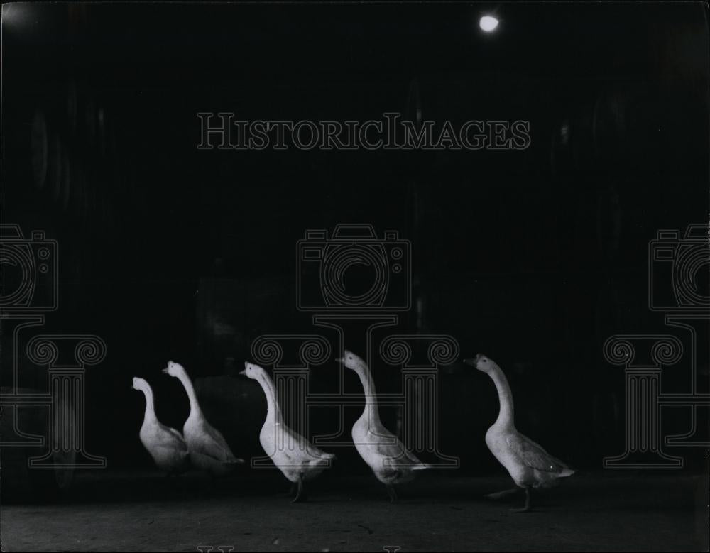 Press Photo Ducks - Historic Images