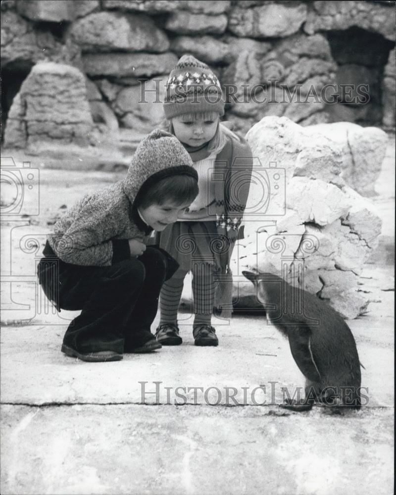Press Photo Nicky Irving Penguin - Historic Images