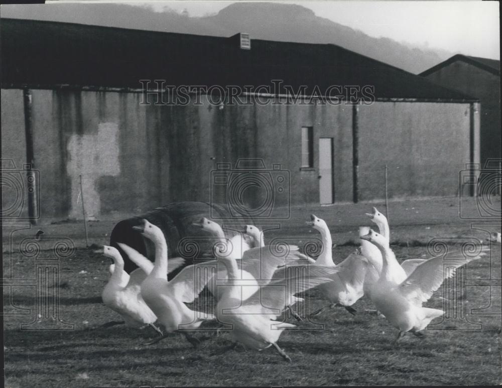 Press Photo 70 White Geese Guard Ballantines Distillery Dumbwaiter near Glasgow - Historic Images