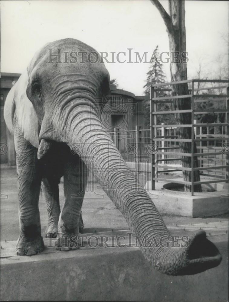 Press Photo Elephant at the Rome Zoo - Historic Images