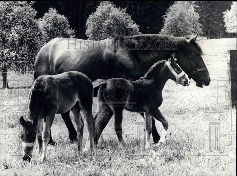 Press Photo Mare and rare twin foals that survived in Zurich - Historic Images