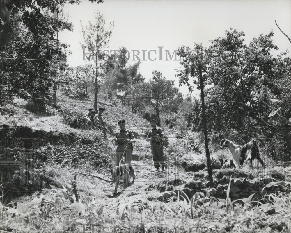 Press Photo Men of the Royal Fusiliers led by a Tracker Dog - Historic Images