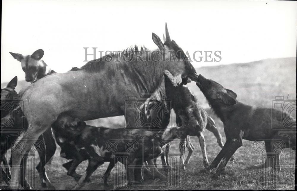 Press Photo One Dog seizes the Wildebeast&#39;s upper lip - Historic Images