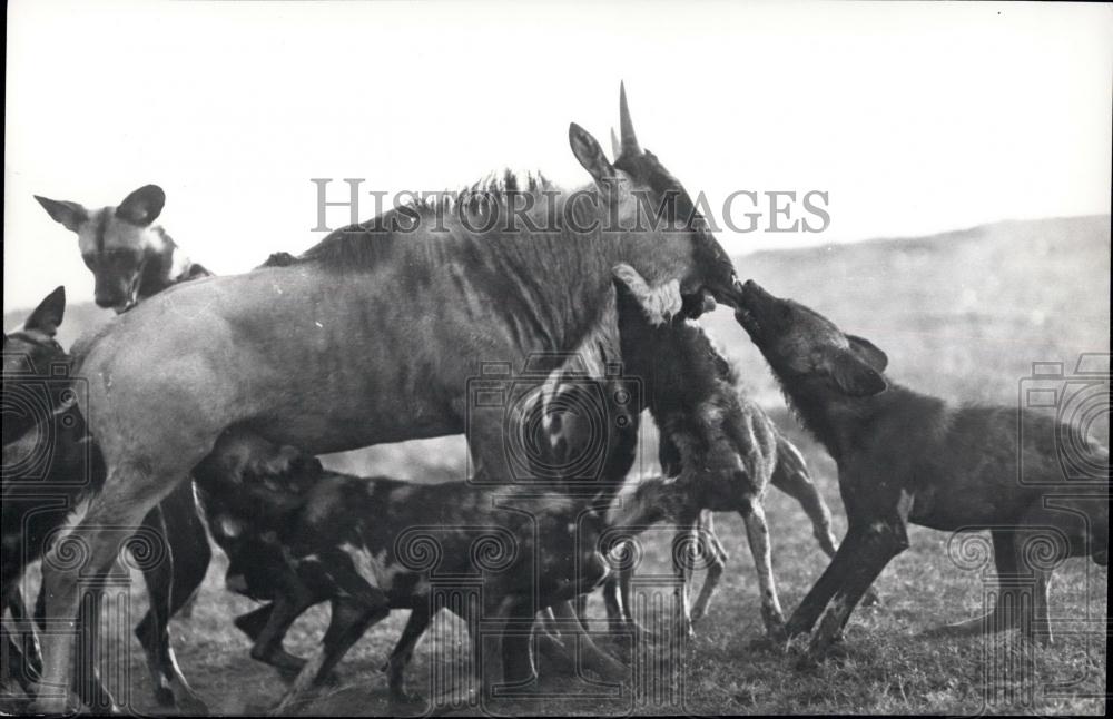 Press Photo One Dog seizes the Wildebeast's upper lip - Historic Images