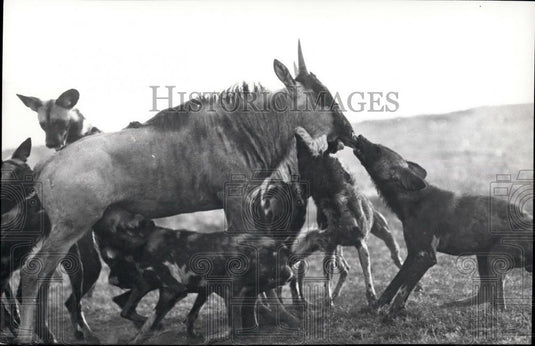 Press Photo One Dog seizes the Wildebeast's upper lip - Historic Images
