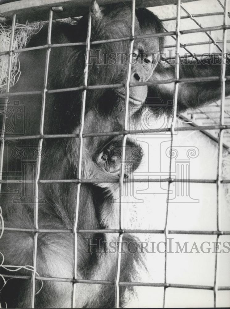 Press Photo Orang-outang Baby In The Zurich Zoo - Historic Images