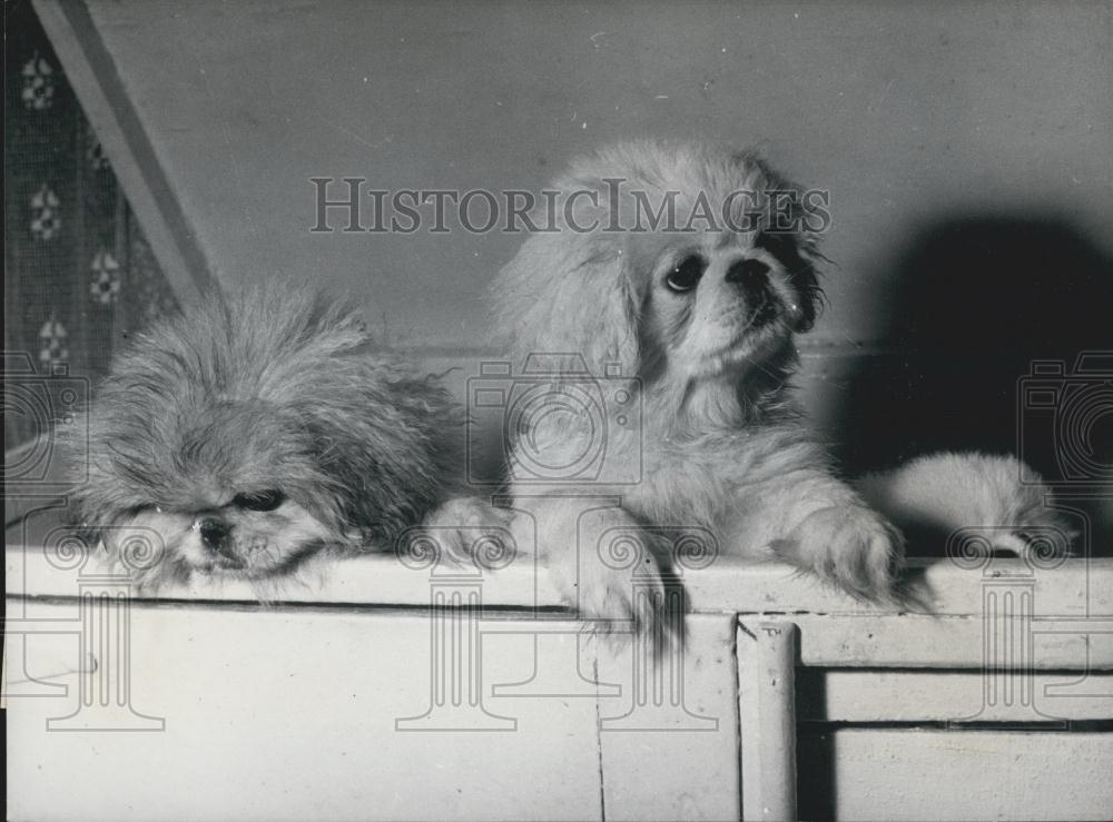 Press Photo Puppies look for way out of their box - Historic Images