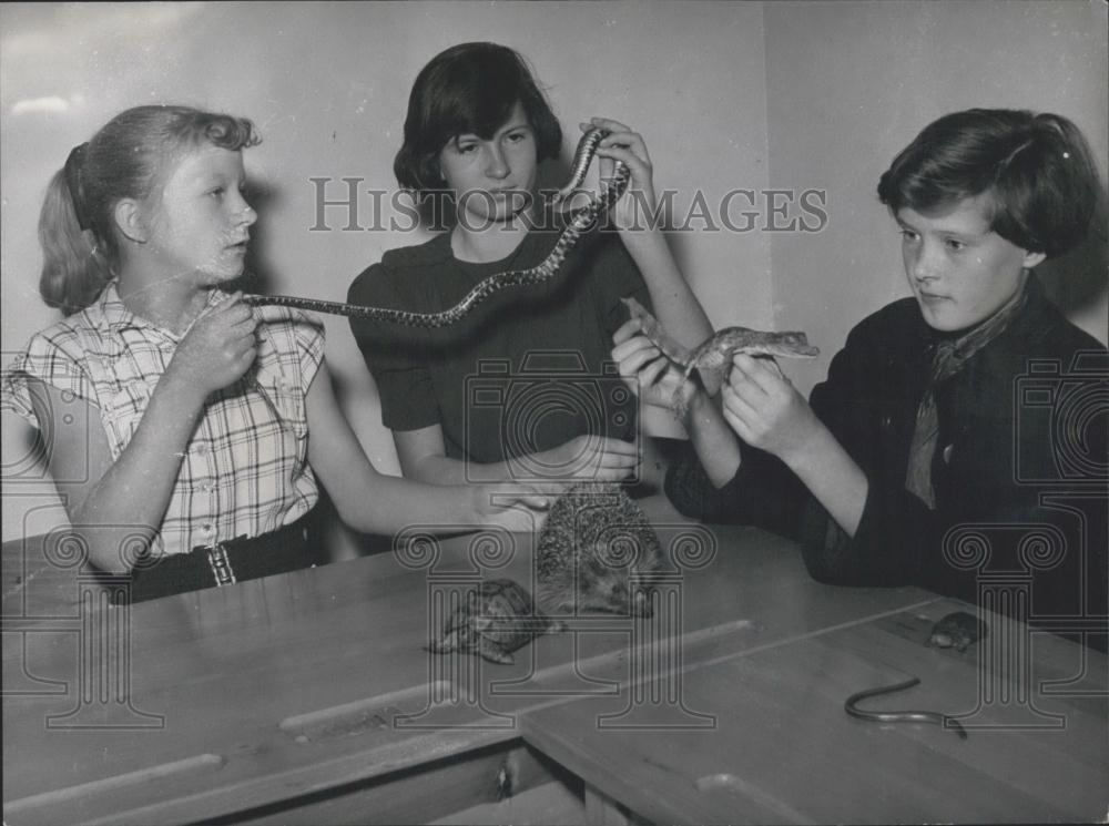 1953 Press Photo German schoolkids and animals - Historic Images