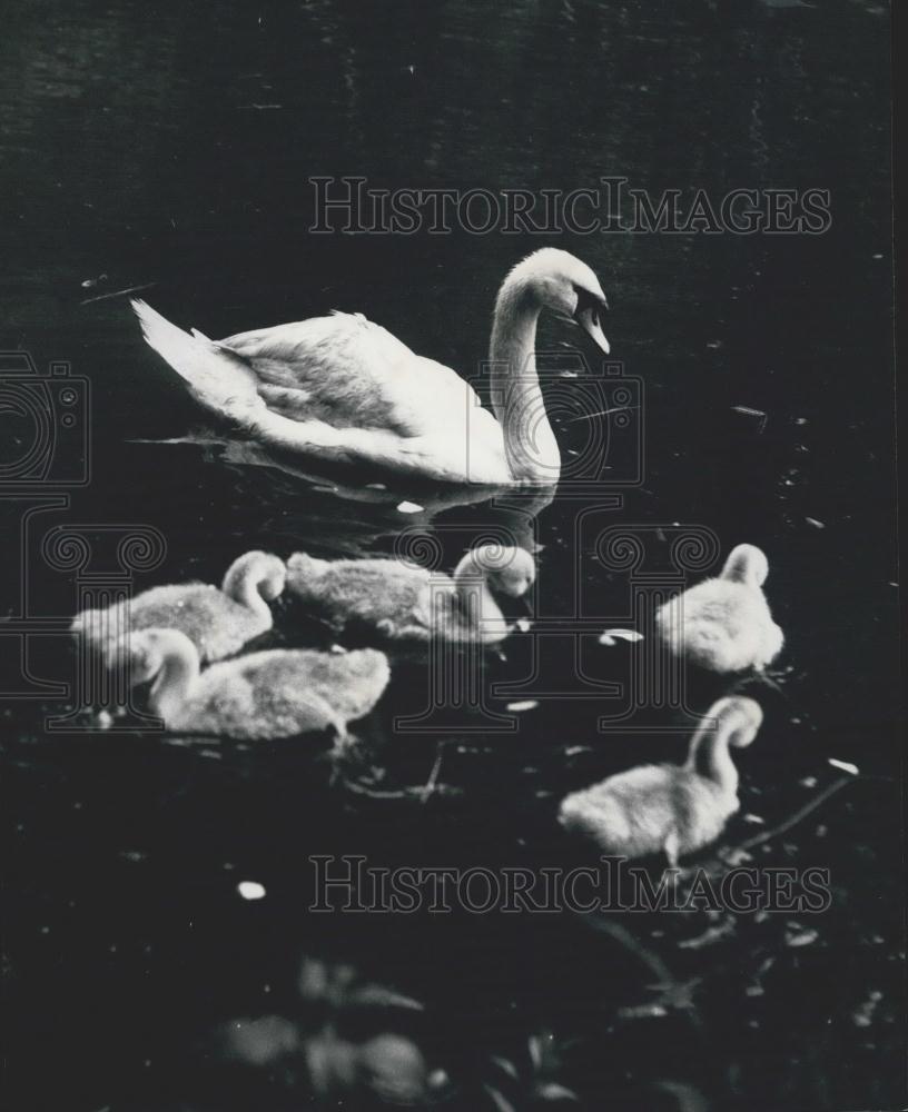 Press Photo The Swan that fought a train saving her Cygnet - Historic Images