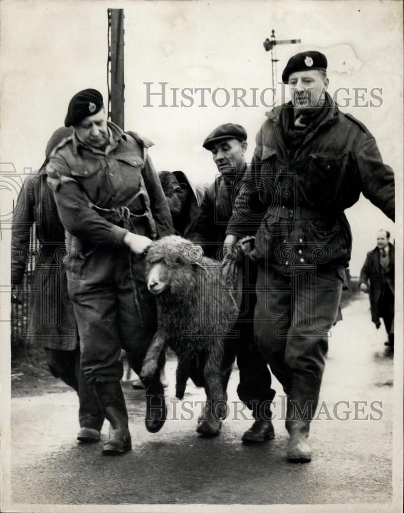 1953 Press Photo two soldiers carry a sheep in a sling Operation Livestock - Historic Images