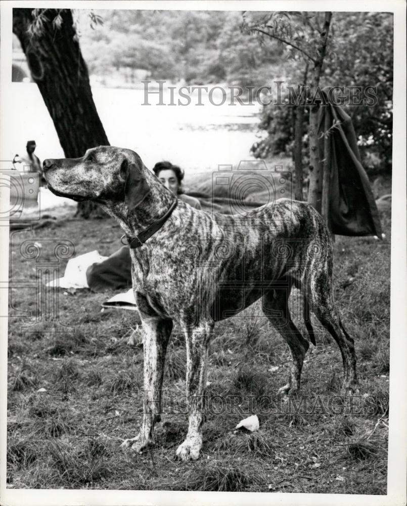 Press Photo A Great Dane dog - Historic Images