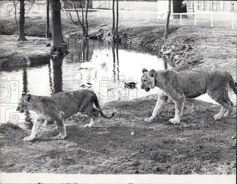 Press Photo Lions in a enclosure - Historic Images