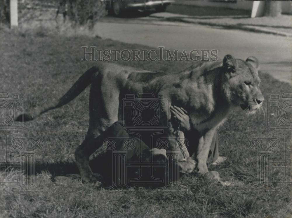1971 Press Photo Pablo pictured with his faithful lioness - Historic Images