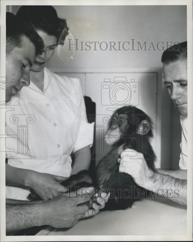 Press Photo Dr Gandal extracts blood for his tests on the chimps condition. - Historic Images