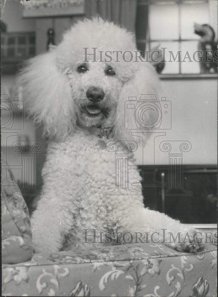 1976 Press Photo Roger the Poodle - Historic Images