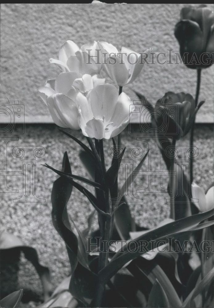 Press Photo Interesting flowers Osaka Japan - Historic Images