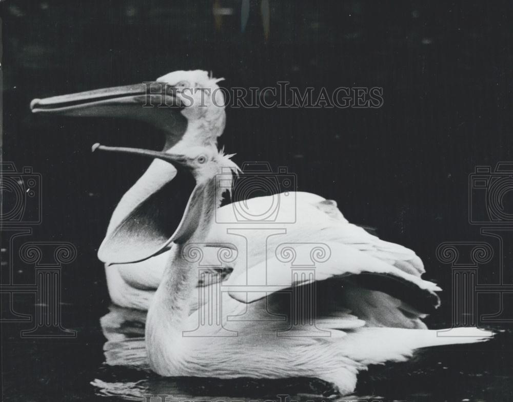 Press Photo Two Pelicans Floating In Water One Yawns Hugely - Historic Images