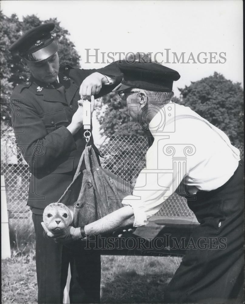 Press Photo Rescued Seal At London Nursery Being Weighed By Inspectors - Historic Images