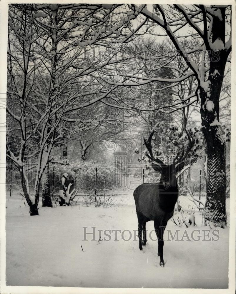 1955 Press Photo Wapiti Reindeer, Chester Zoo - Historic Images