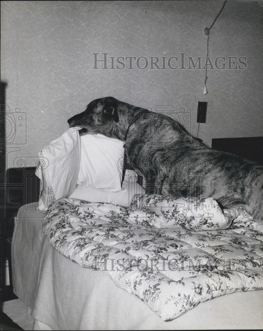 Press Photo Dog Juno Making Bed Moving Pillow - Historic Images