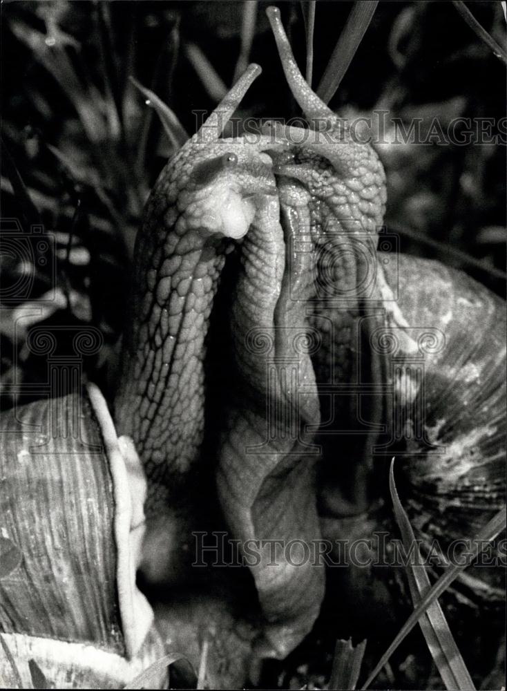 1985 Press Photo snails performing a love-dance - Historic Images