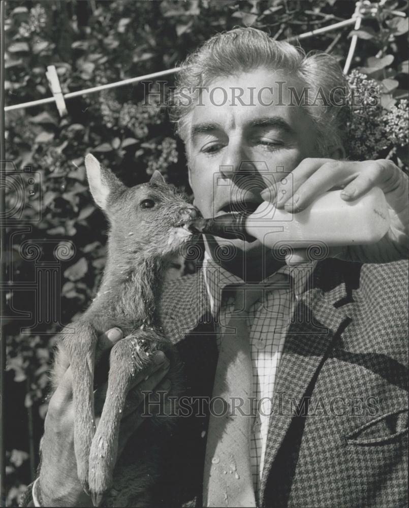 Press Photo Abandoned Fawn gets hand fed - Historic Images