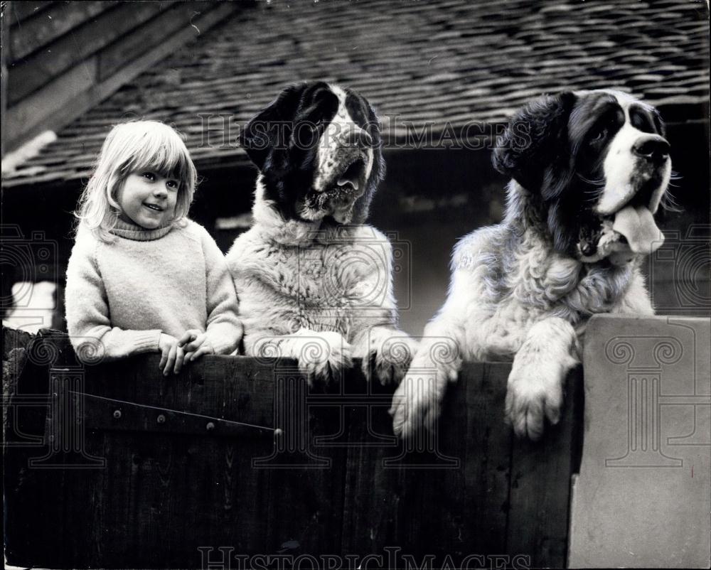 Press Photo Two St Bernard Dogs Child Lynn Roberts Pets Worpleadon - Historic Images