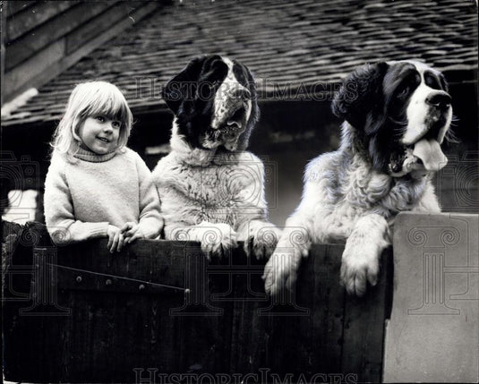 Press Photo Two St Bernard Dogs Child Lynn Roberts Pets Worpleadon - Historic Images