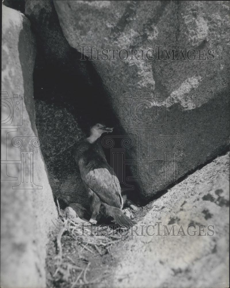 Press Photo Young Shag In Nest Lundy Island Leg Ringed Tracking Miss Whitaker - Historic Images