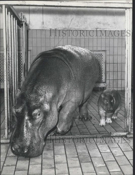 1958 Press Photo Berlin Zoo,Hippopotumus and baby - Historic Images