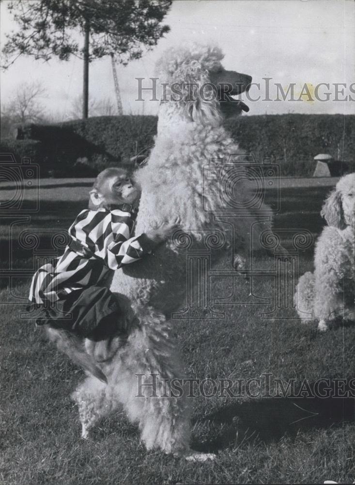 Press Photo monkey rides giant poodles back - Historic Images