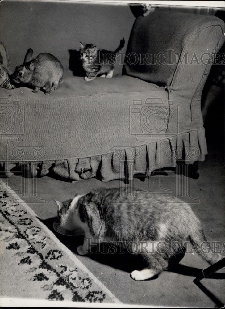 Press Photo A cat her kitten and bunny rabbit - Historic Images