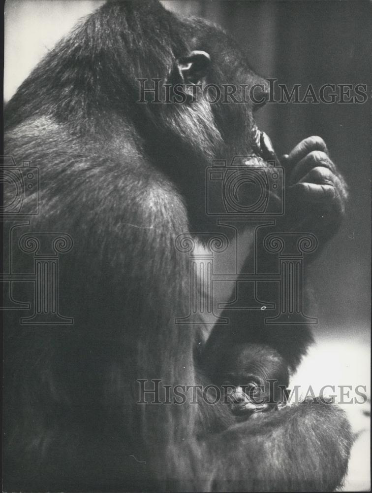 1977 Press Photo Gorilla Mother &quot;Quarta&quot; &amp; Baby At Zoo Of Basle - Historic Images