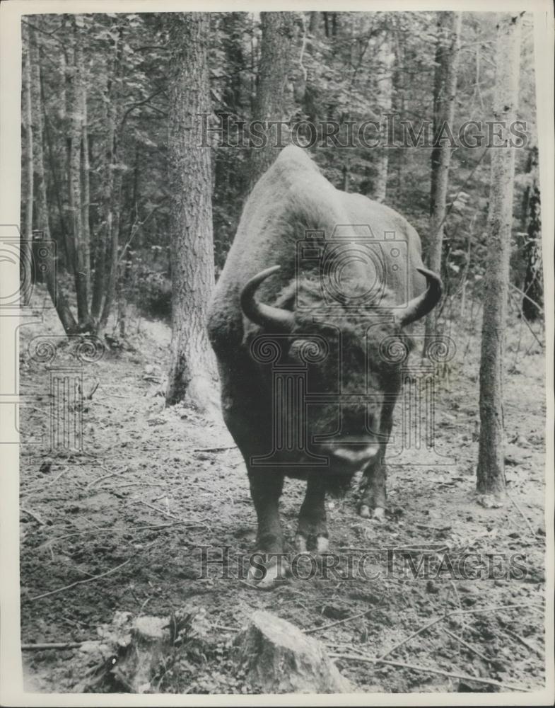 Press Photo Russian Auroche in the forest - Historic Images