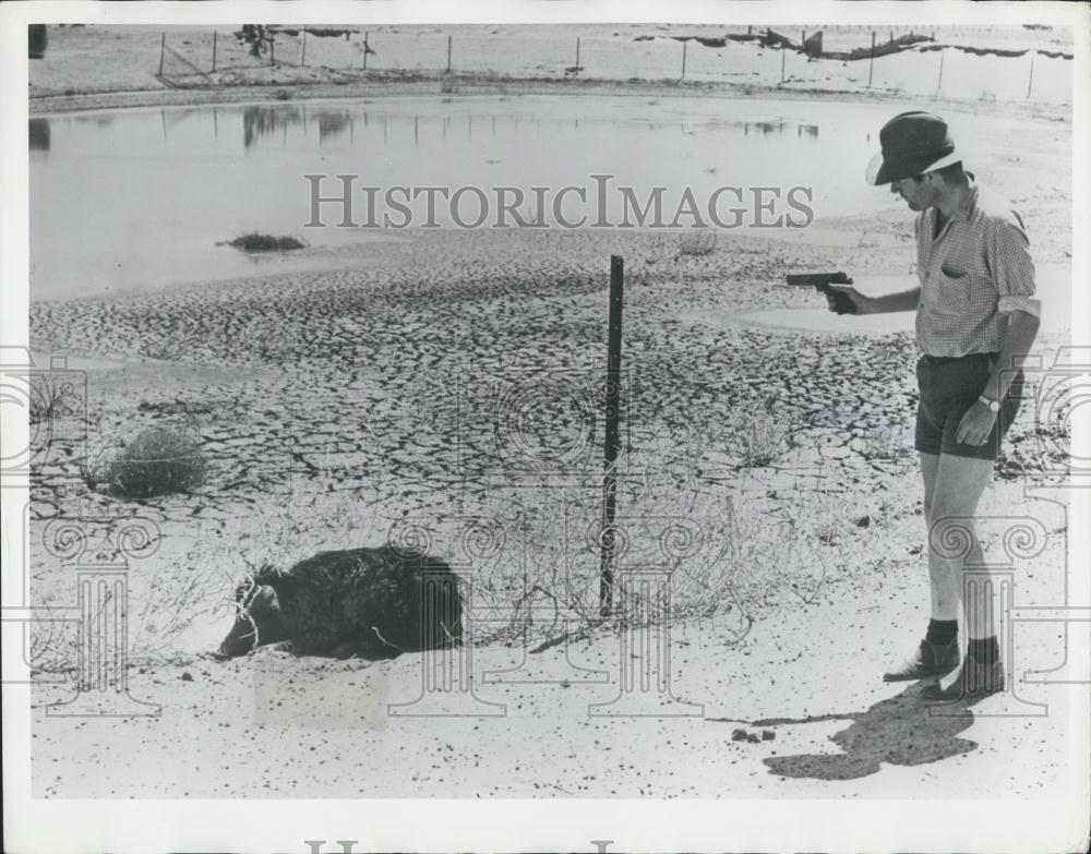 Press Photo Wild Pigs Victim of Drought - Historic Images