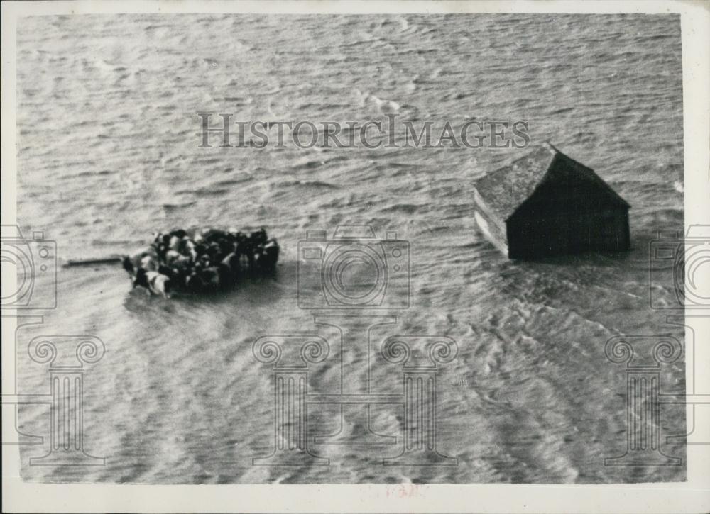 1953 Press Photo Cattle Huddle on a Mound,floods on the North Kent Coast - Historic Images