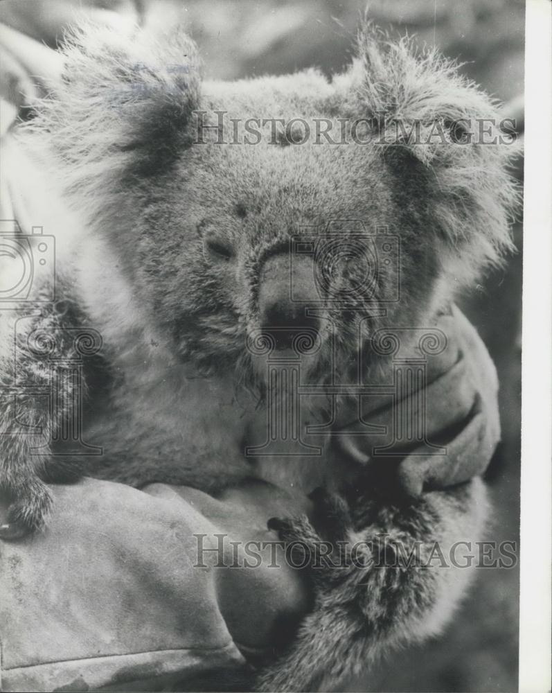 Press Photo Koala's Lucky Escape - Historic Images
