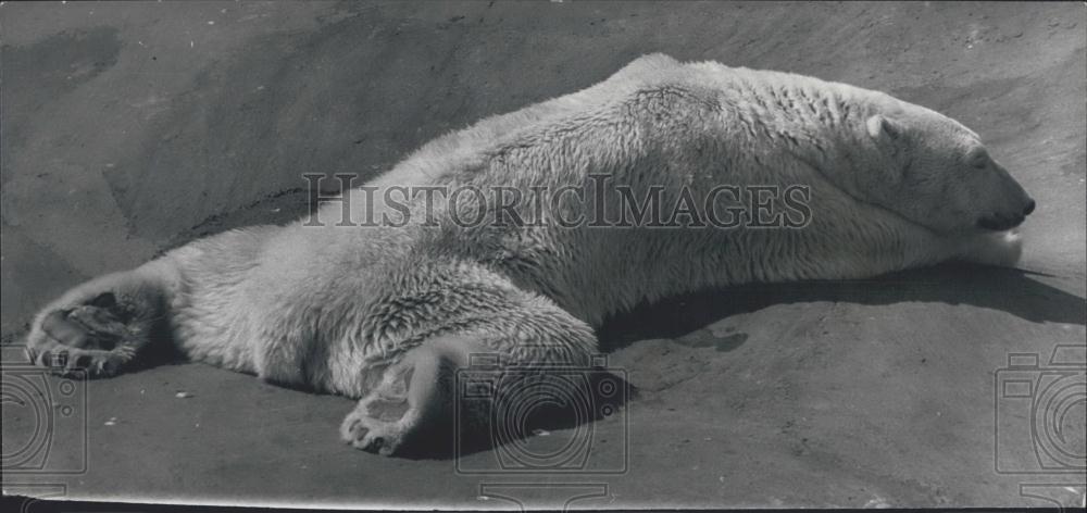 1973 Press Photo Polar Bear, London Zoo - Historic Images